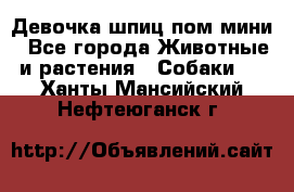 Девочка шпиц пом мини - Все города Животные и растения » Собаки   . Ханты-Мансийский,Нефтеюганск г.